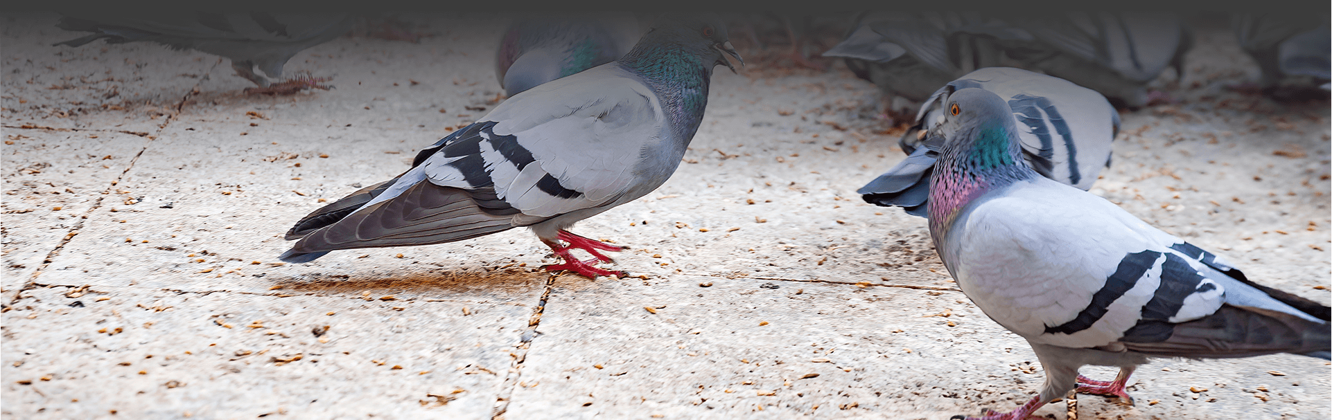 Birds