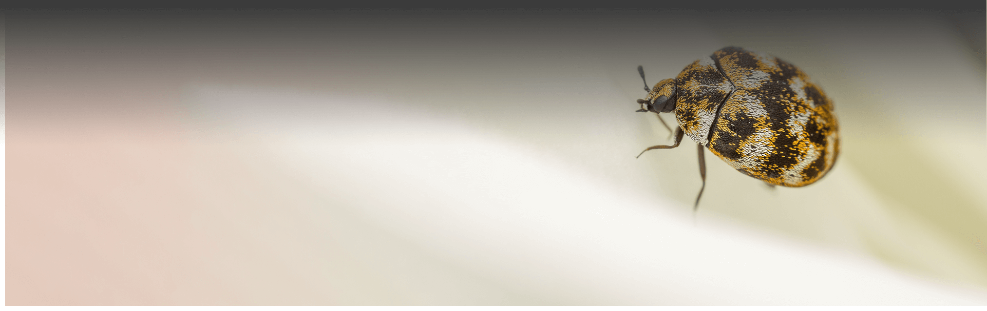 CarpetBeetles