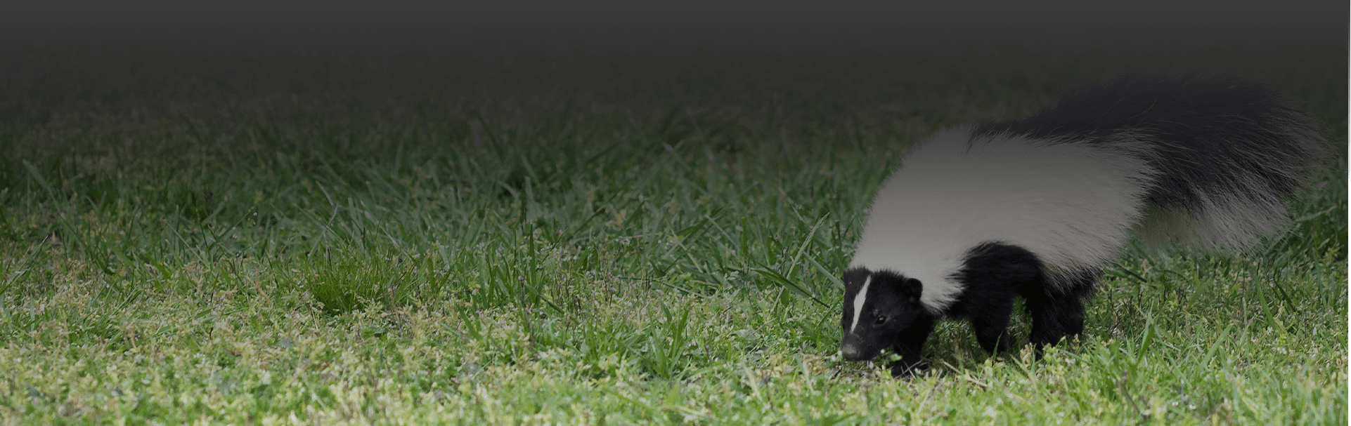 Skunks