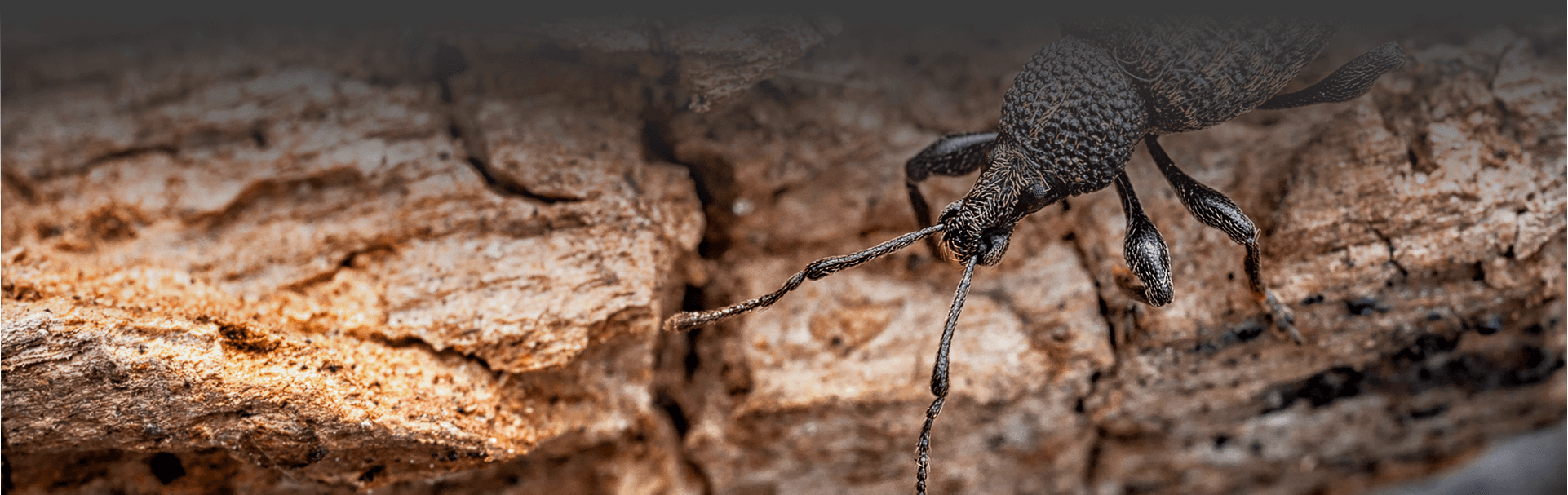 Weevils