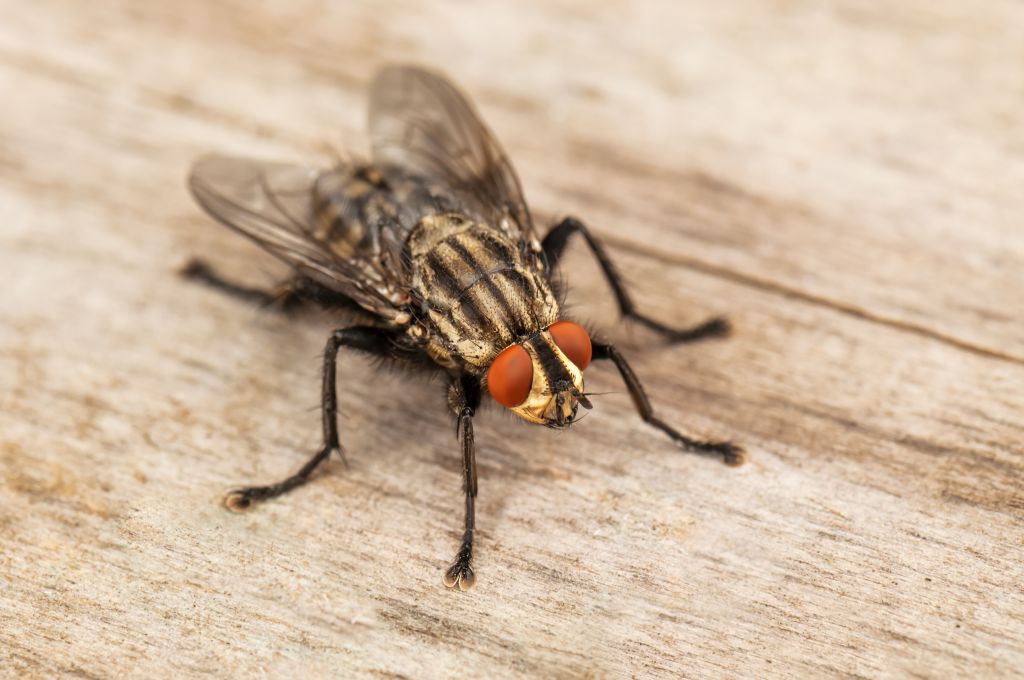 live house fly