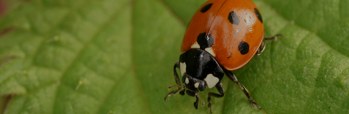 ladybugs Banner