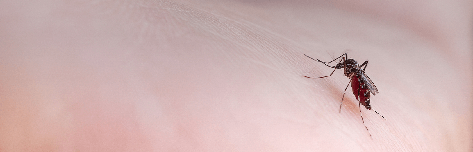 Mosquitos Banner
