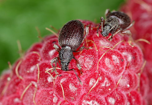 weevil