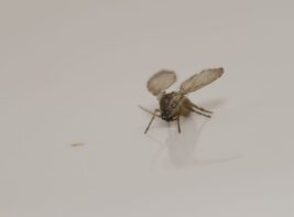 Drain,Fly.,Schamann.,Las,Palmas,De,Gran,Canaria.,Gran,Canaria. Drain,Fly.,Schamann.,Las,Palmas,De,Gran,Canaria.,Gran,Canaria.